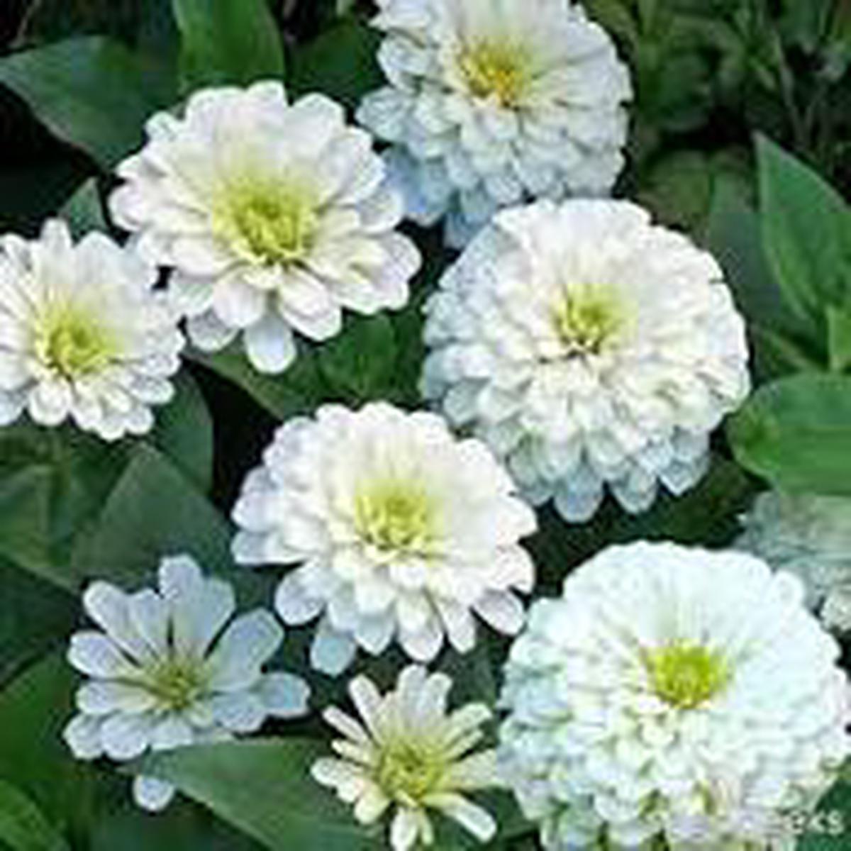 White Oklahoma Flower Seeds for Planting  Heirloom, Non-GMO, High Germination Organic Garden Seeds