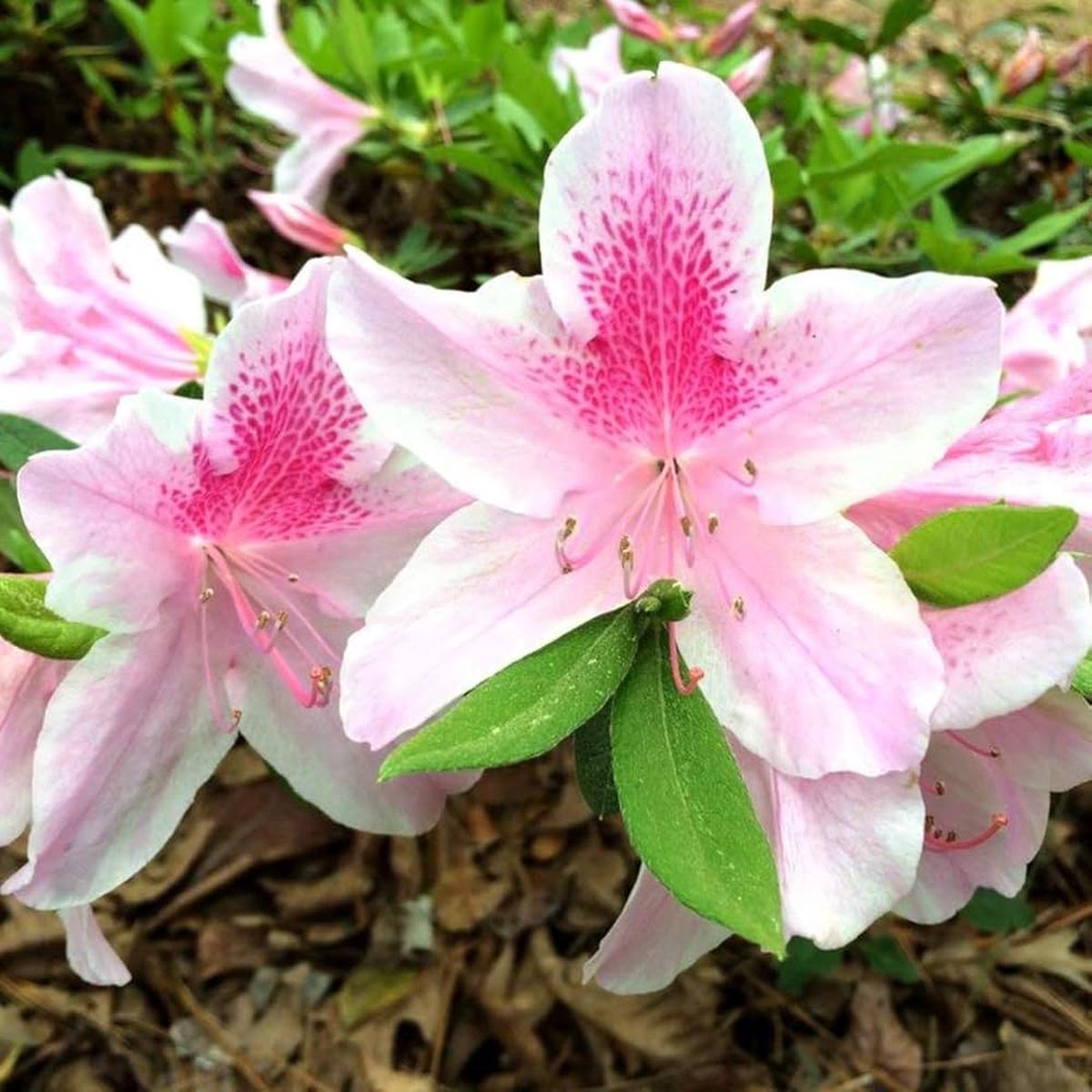 White Pink Rhododendron Flower Seeds for Planting Heirloom, Non-GMO, Sun Loving, High Germination