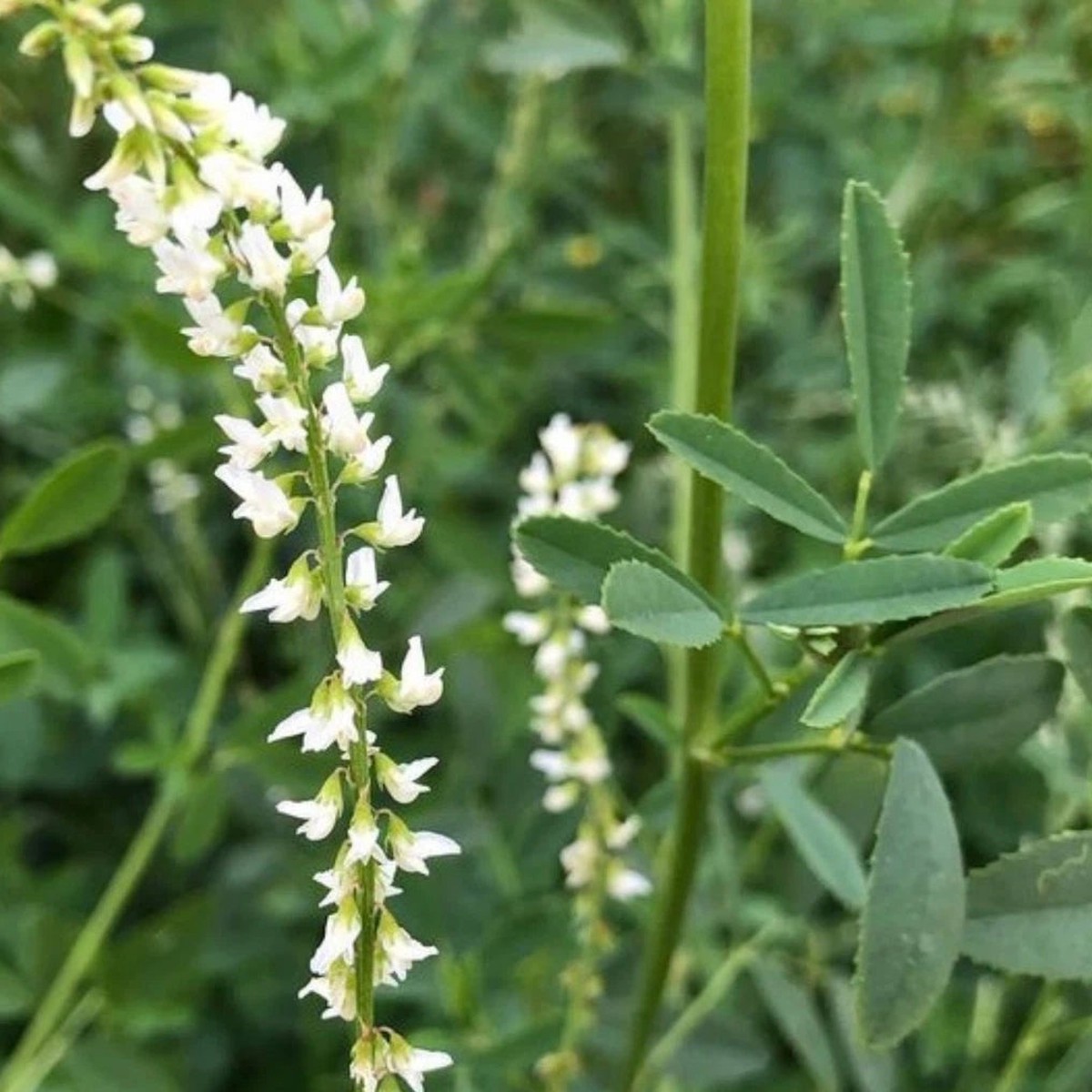 White Sweet Blossom Clover Seeds Flower Garden Seed for Pollinator Bees Heirloom, Non-GMO, High Germination Organic Garden Seeds