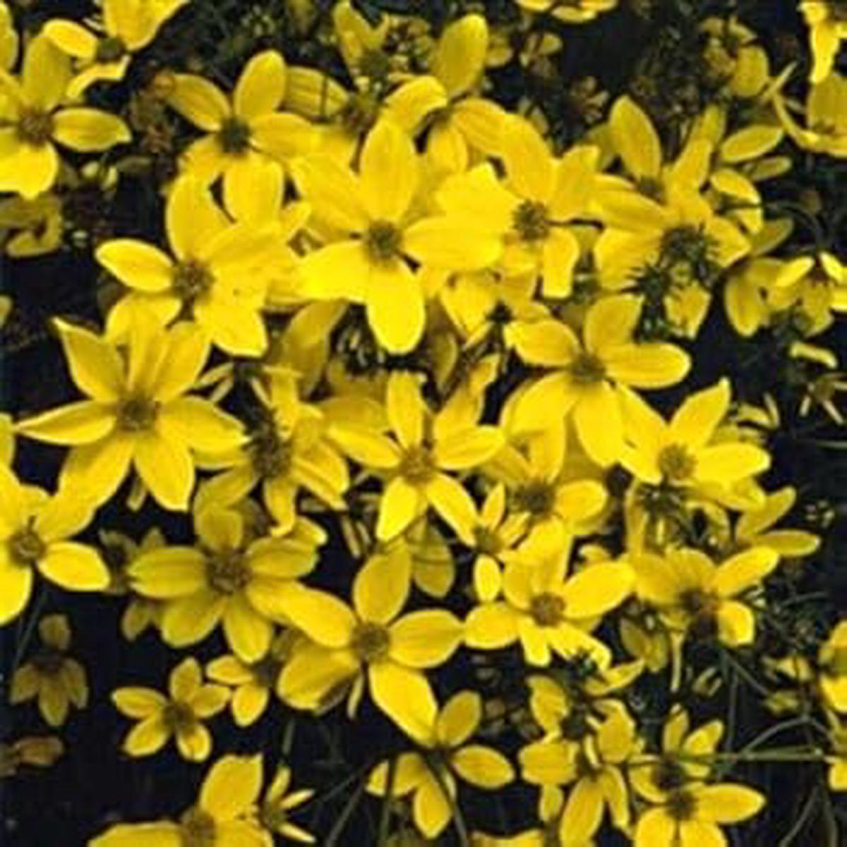 Yellow Bidens Sunshine Annual Seeds for Planting  Non-GMO, High Germination Organic Garden Seeds | Heirloom Quality