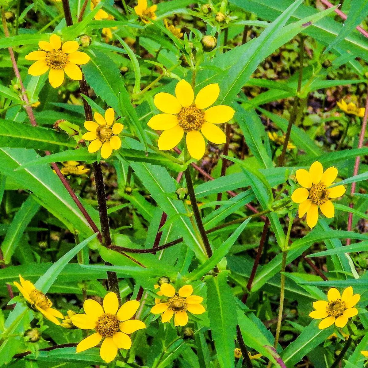 Yellow Bur Marigold Flower seeds for Planting Sun Loving Heirloom & GMO Free Seeds for Home Garden Sale