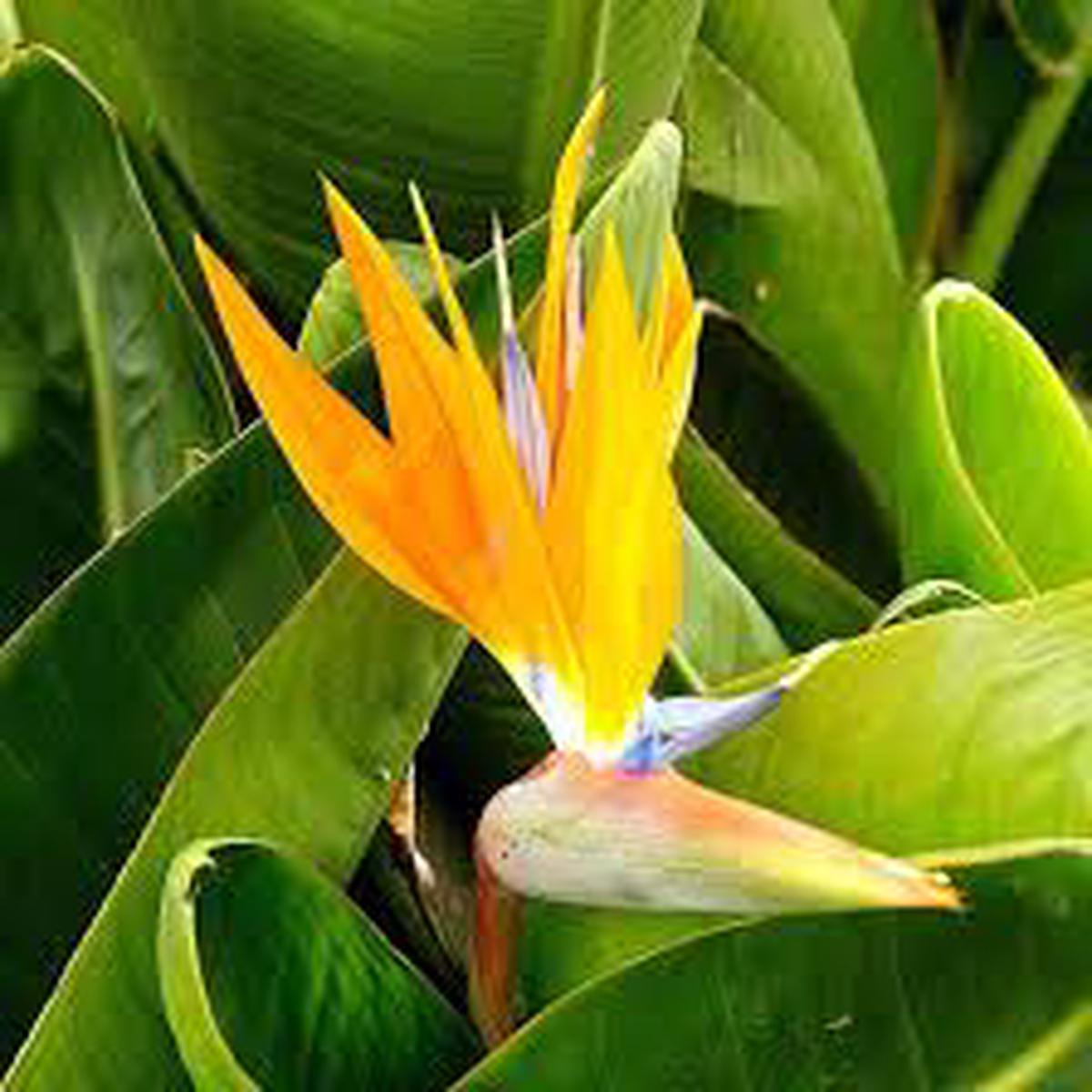 Yellow Green Strelitzia Flower Seeds for Planting  Heirloom, Non-GMO, High Germination Organic Garden Seeds
