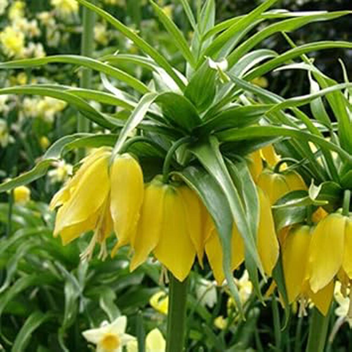 Yellow Imperial Crown Fritillaria Flower Seeds for Planting  Heirloom & Non-GMO Seeds, High Germination, Organic Garden