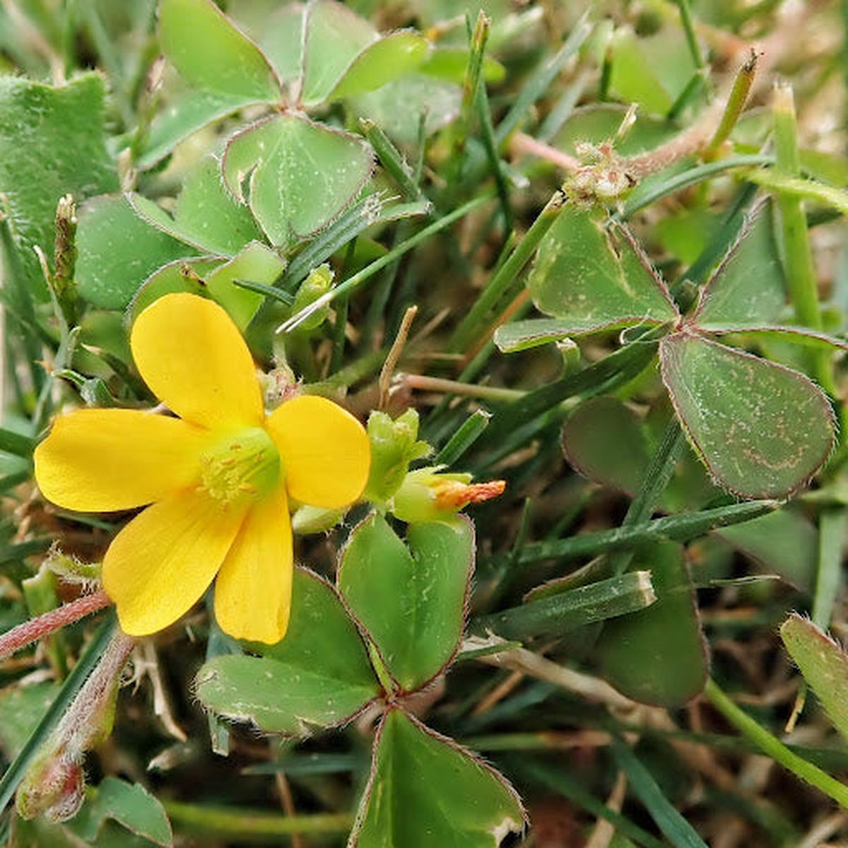 Yellow Oxalis Versicolor Seeds  Heirloom, Non-GMO Flower Seeds for Planting