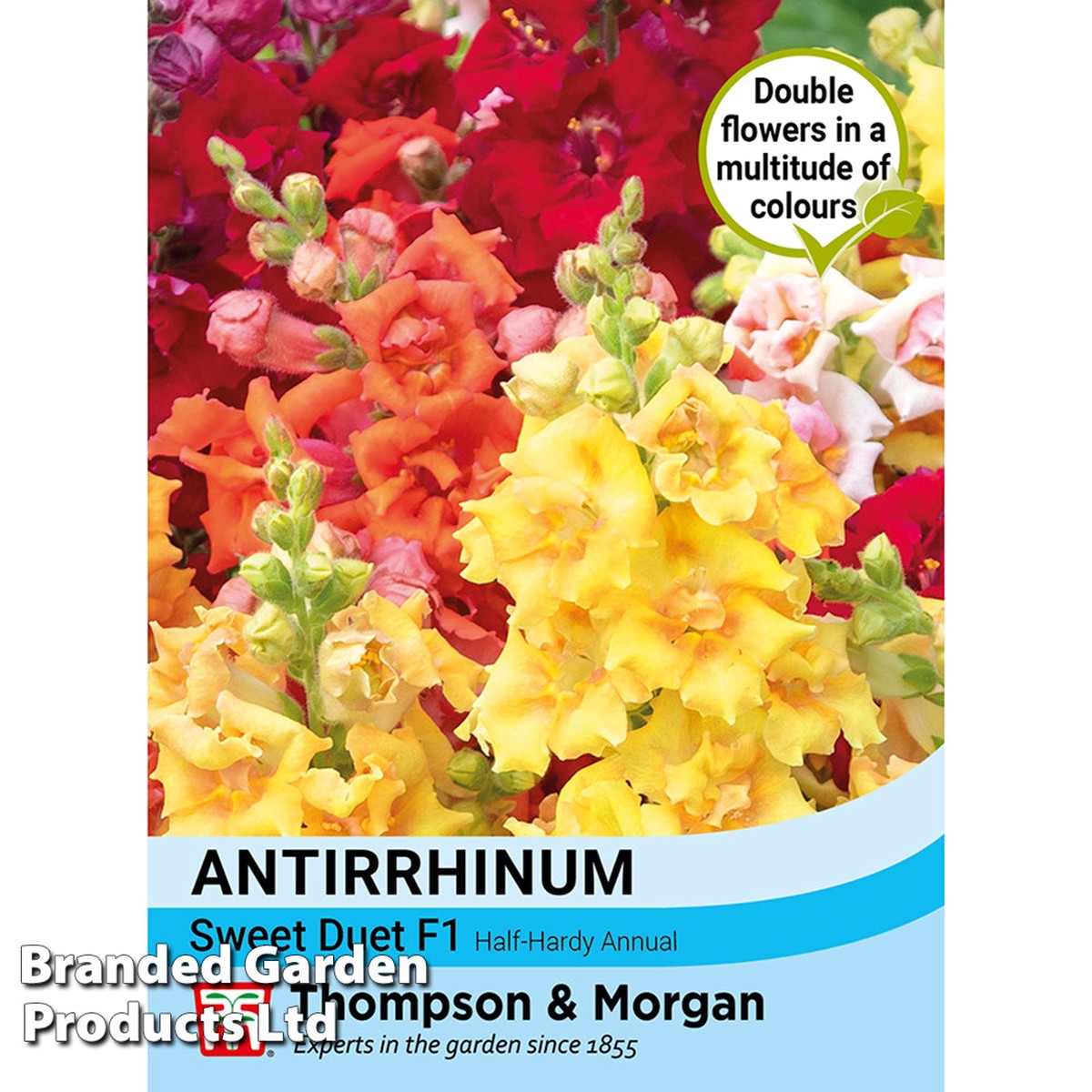 Antirrhinum 'Sweet Duet Series'