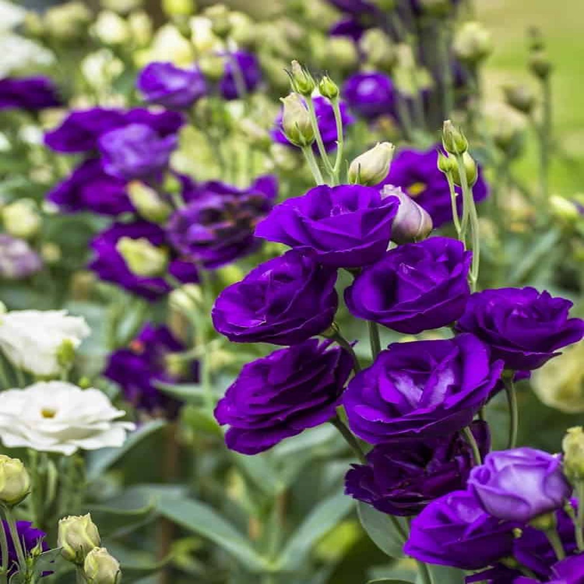 Blue Lisianthus Flower Seeds for Planting  Heirloom, Non-GMO, Easy-to-Grow Garden Blooms