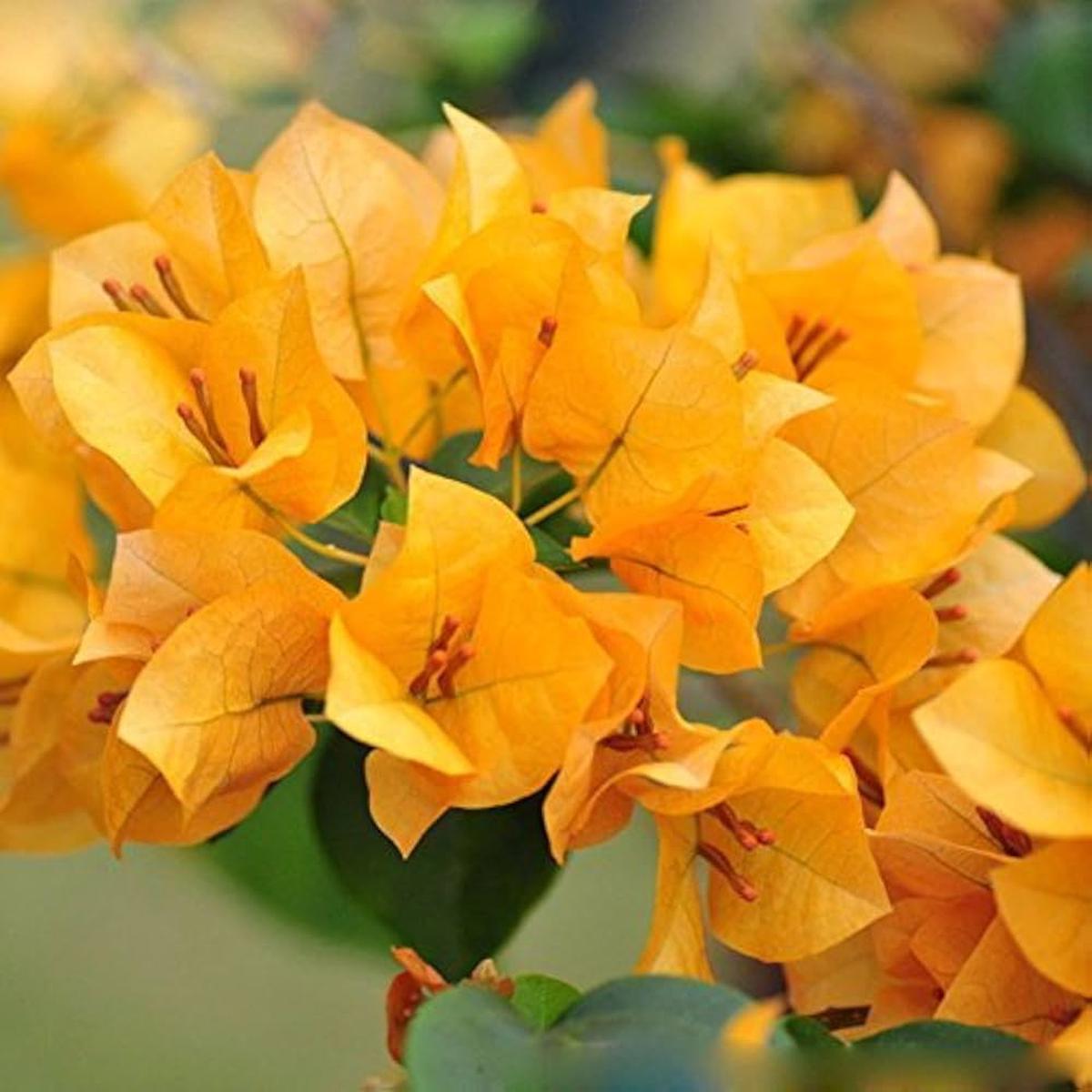 Bougainvillea Spectabilis Bougainvillea Spectabilis Seeds for Planting - Perfect for Flower Bed & Urban Garden