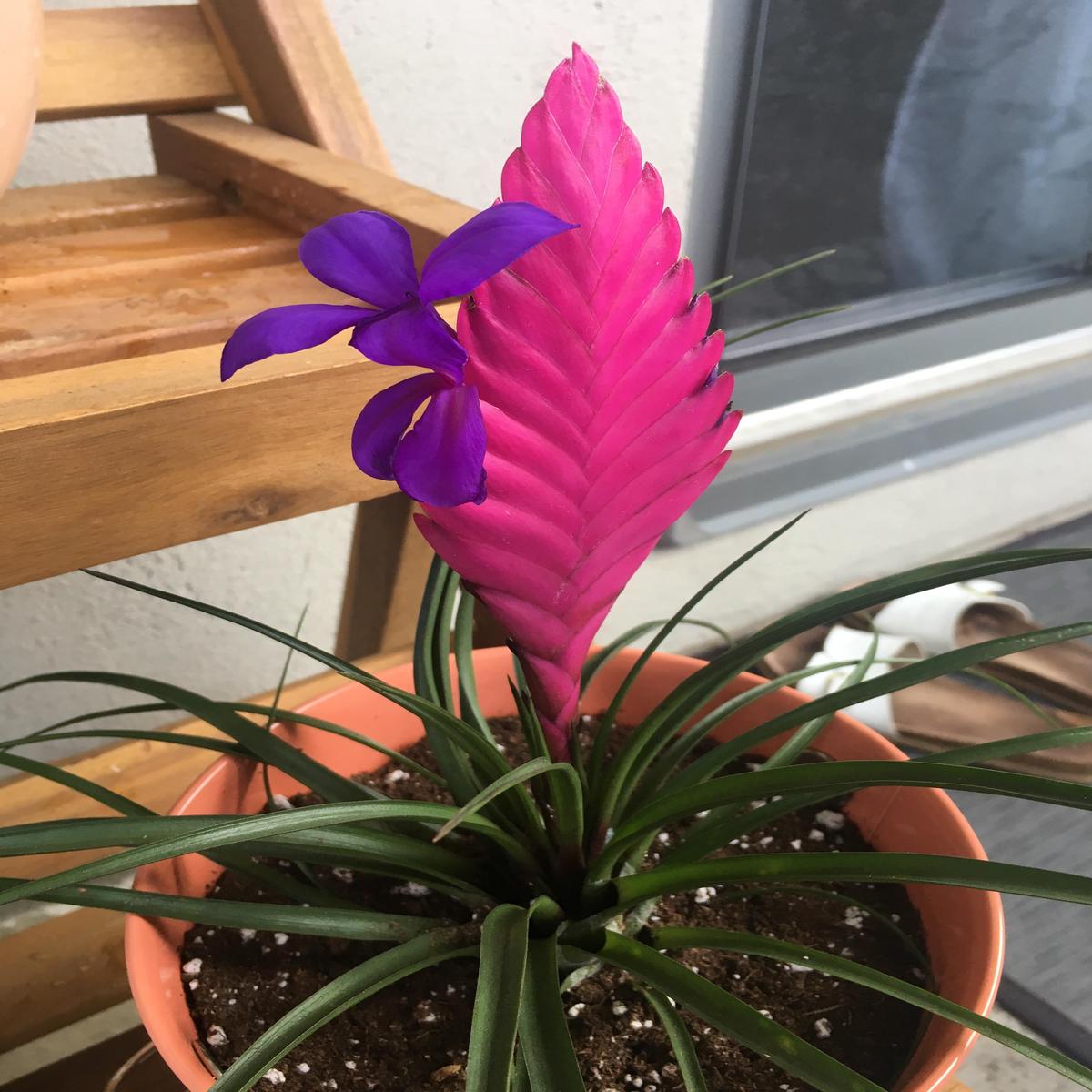 Bromeliad Tillandsia Flower seeds for Planting - Long Bloom Season, Heirloom & GMO Free Seeds for Home Garden