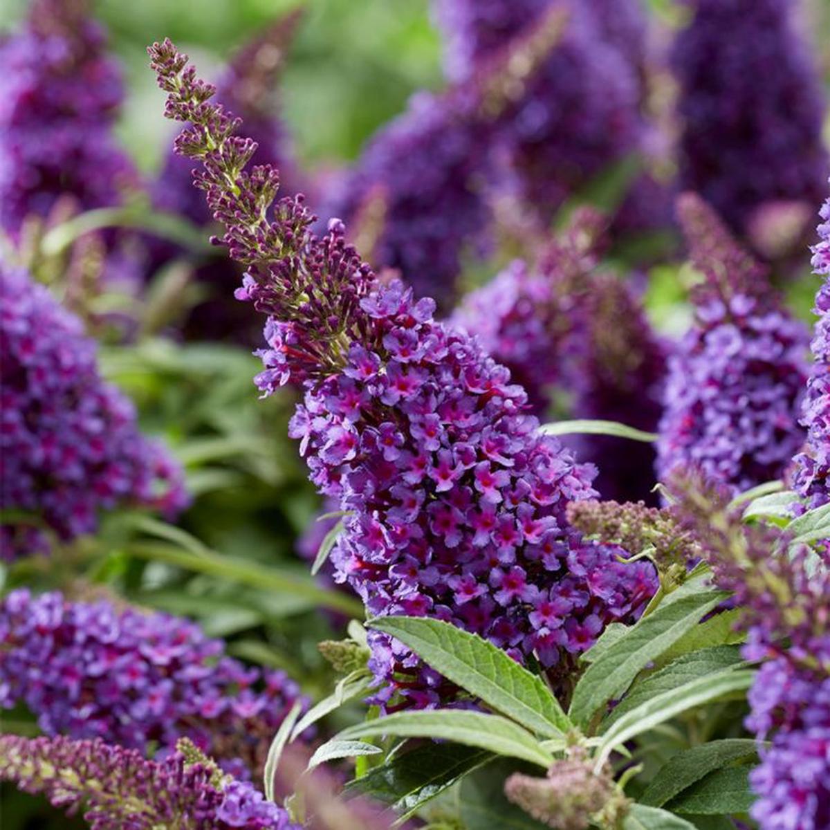Buddleia Flower seeds for Planting - Sun Loving, Heirloom & GMO Free Seeds for Home Garden