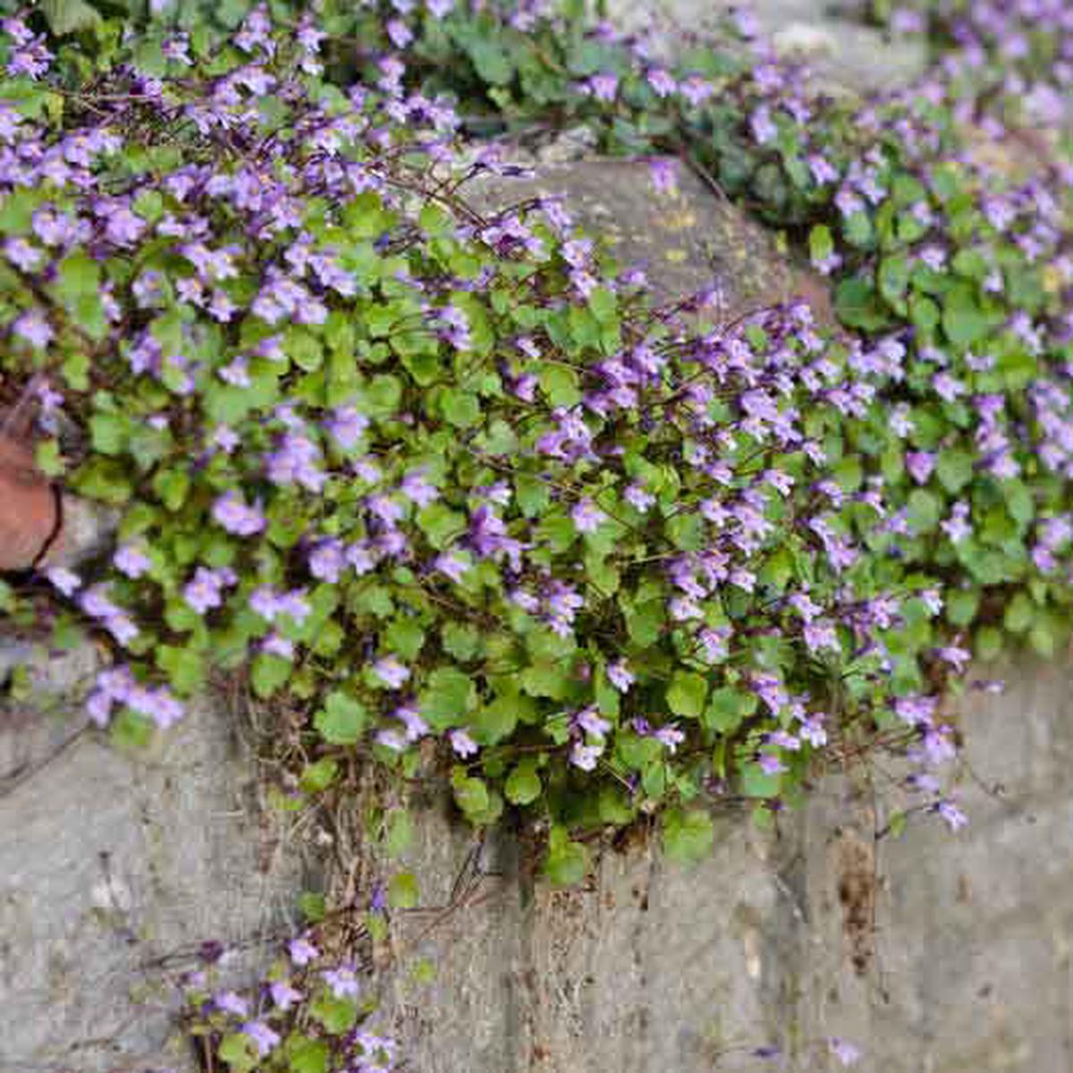 Bulk Kenilworth Ivy Seeds