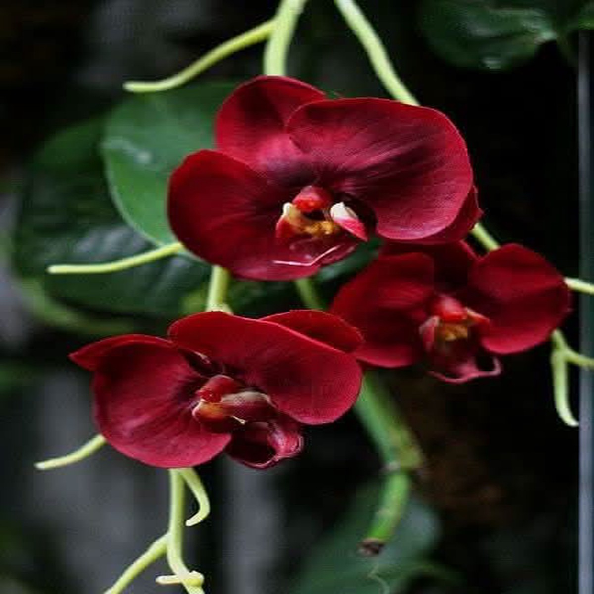Burgundy Orchid Perennial Flower Seeds for Balcony & Garden