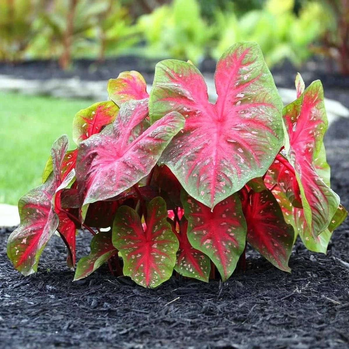 Caladium Flower Seeds (Mixed Colors) Fresh Perennial Seeds for Planting Decorative Foliage