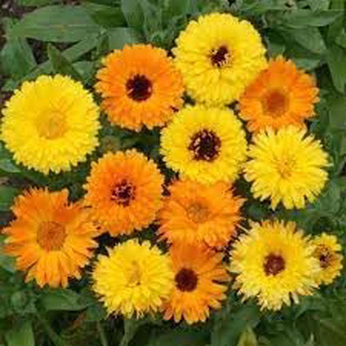 Calendula Flower seeds for Planting Seasonal Bloomer Heirloom & GMO Free Seeds for Home Garden