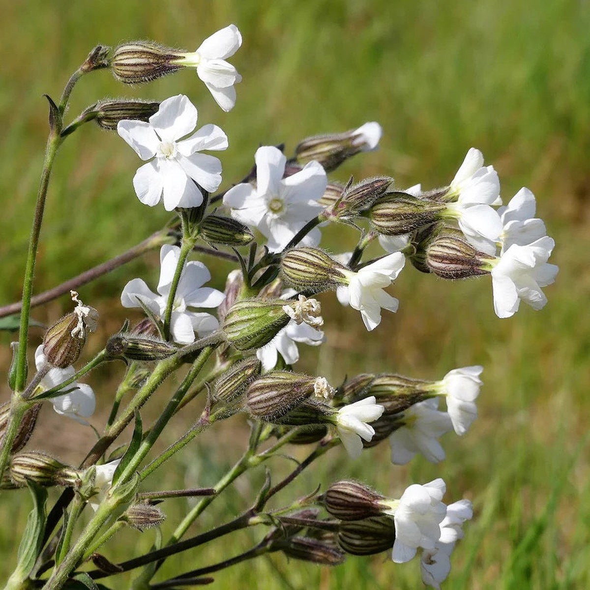 Campion Flower Seeds for Planting | Heirloom Non-GMO High Germination Organic Garden Seeds
