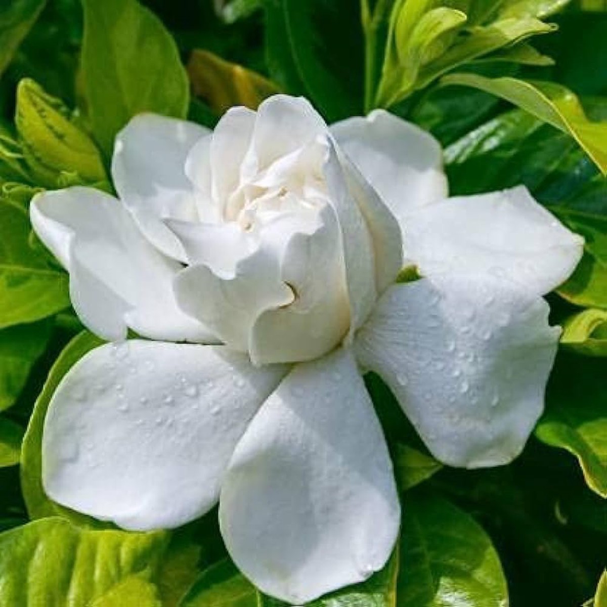 Cape Jasmine Gardenia jasminoides Kapjasmin flower seeds for planting in home garden or indoor pots