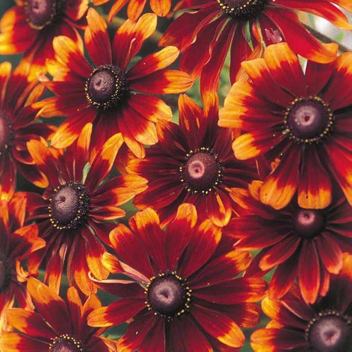 Chocolate Orange Rudbeckia Flower Seeds for Planting Heirloom, Non-GMO, High Germination Organic Garden Seeds