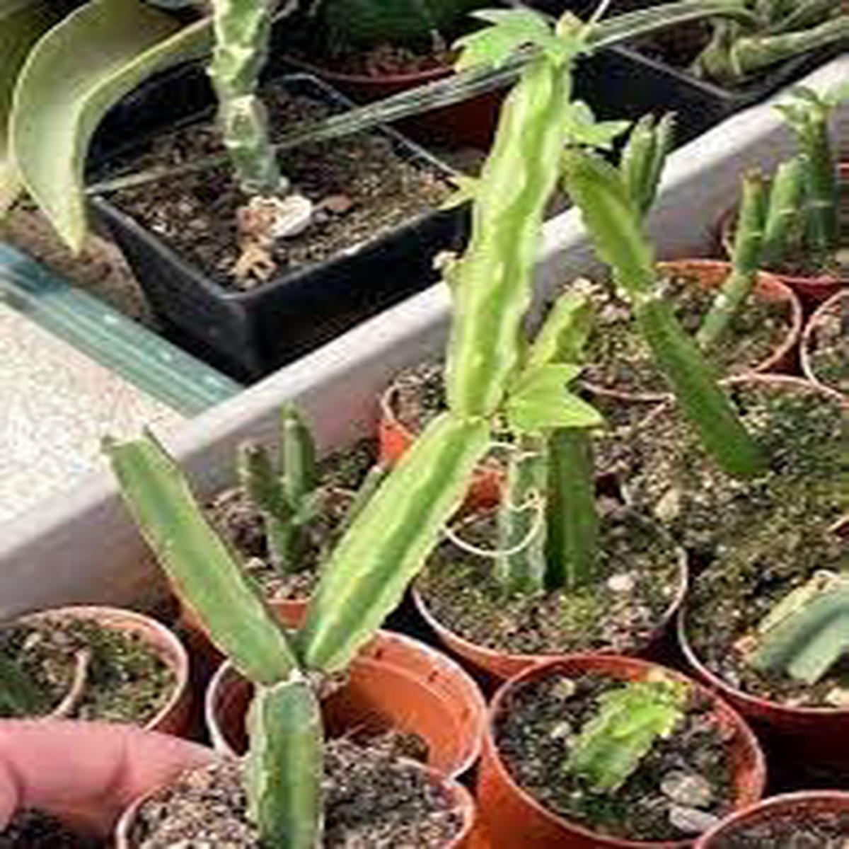 Cissus Flower seeds for Planting Perfect for Borders Heirloom & GMO Free Seeds for Home Garden