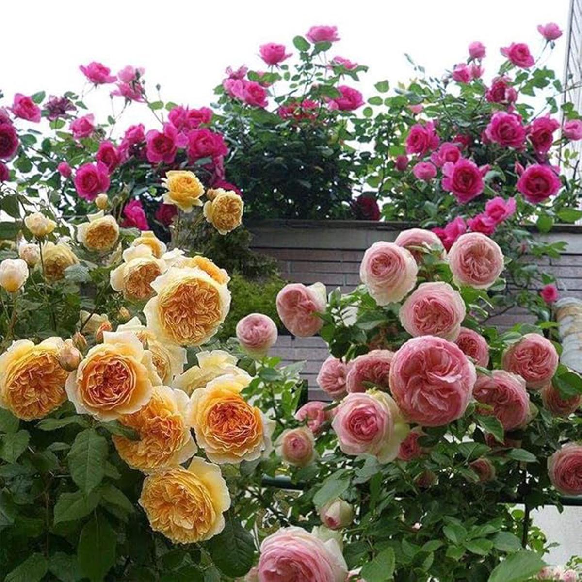 Climbing Rose Seeds for Elegant Climbing Rose Vines