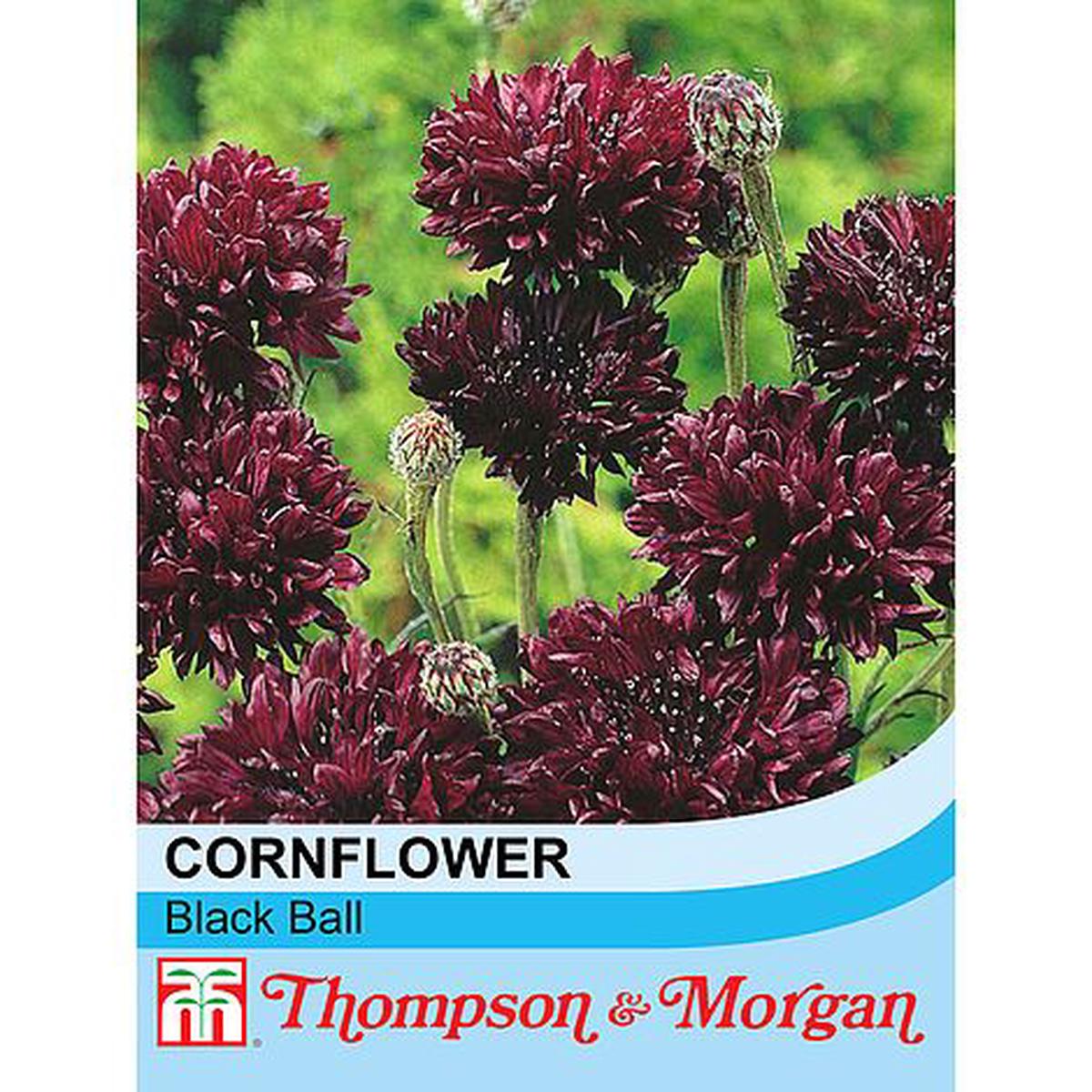 Cornflower Black Ball Flower Seeds