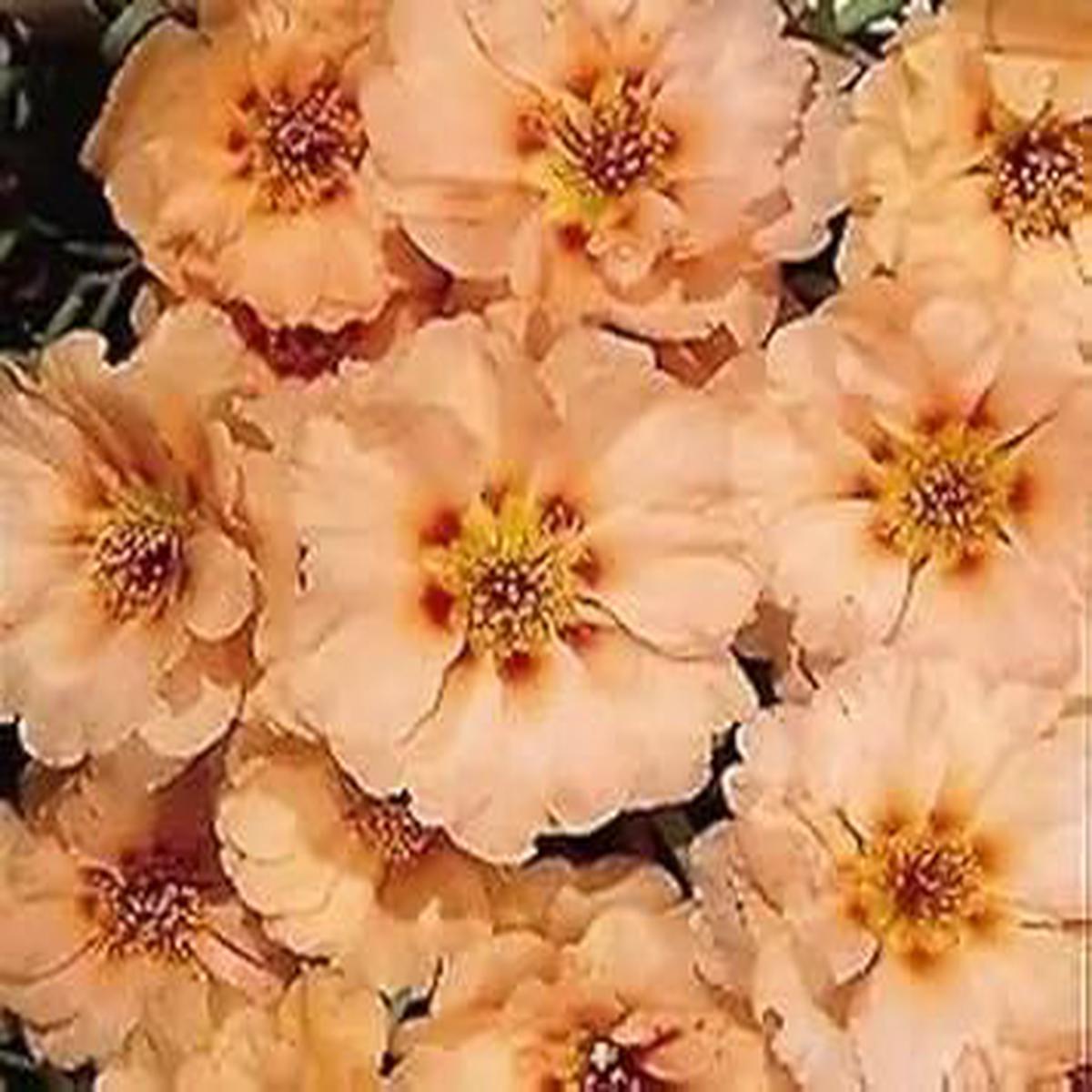Cream Portulaca Flower Seeds for Planting  NON GMO Seeds