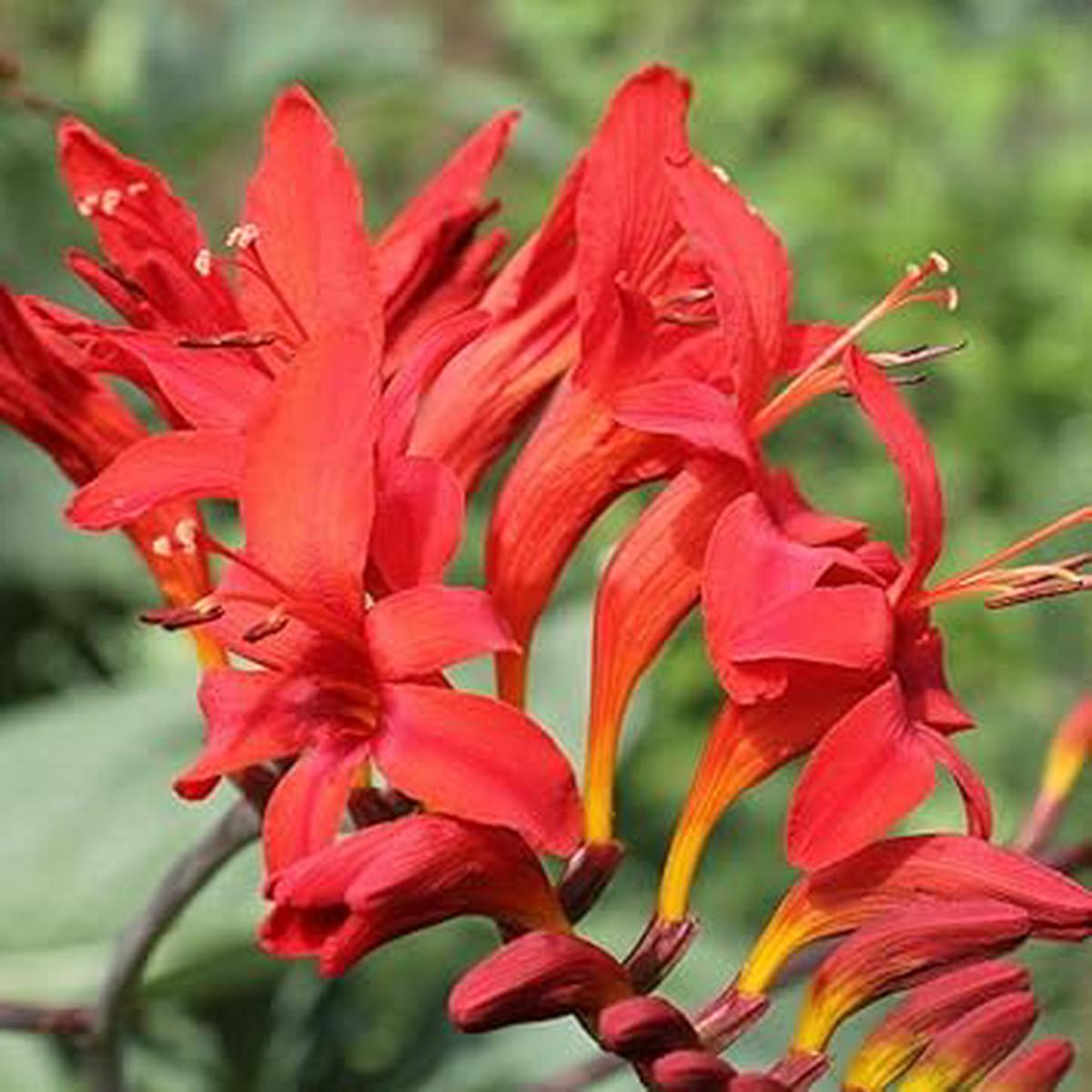 Crocosmia Lucifer Flower Seeds Heirloom, Non-GMO, Border-Perfect Organic Garden Seeds for Planting
