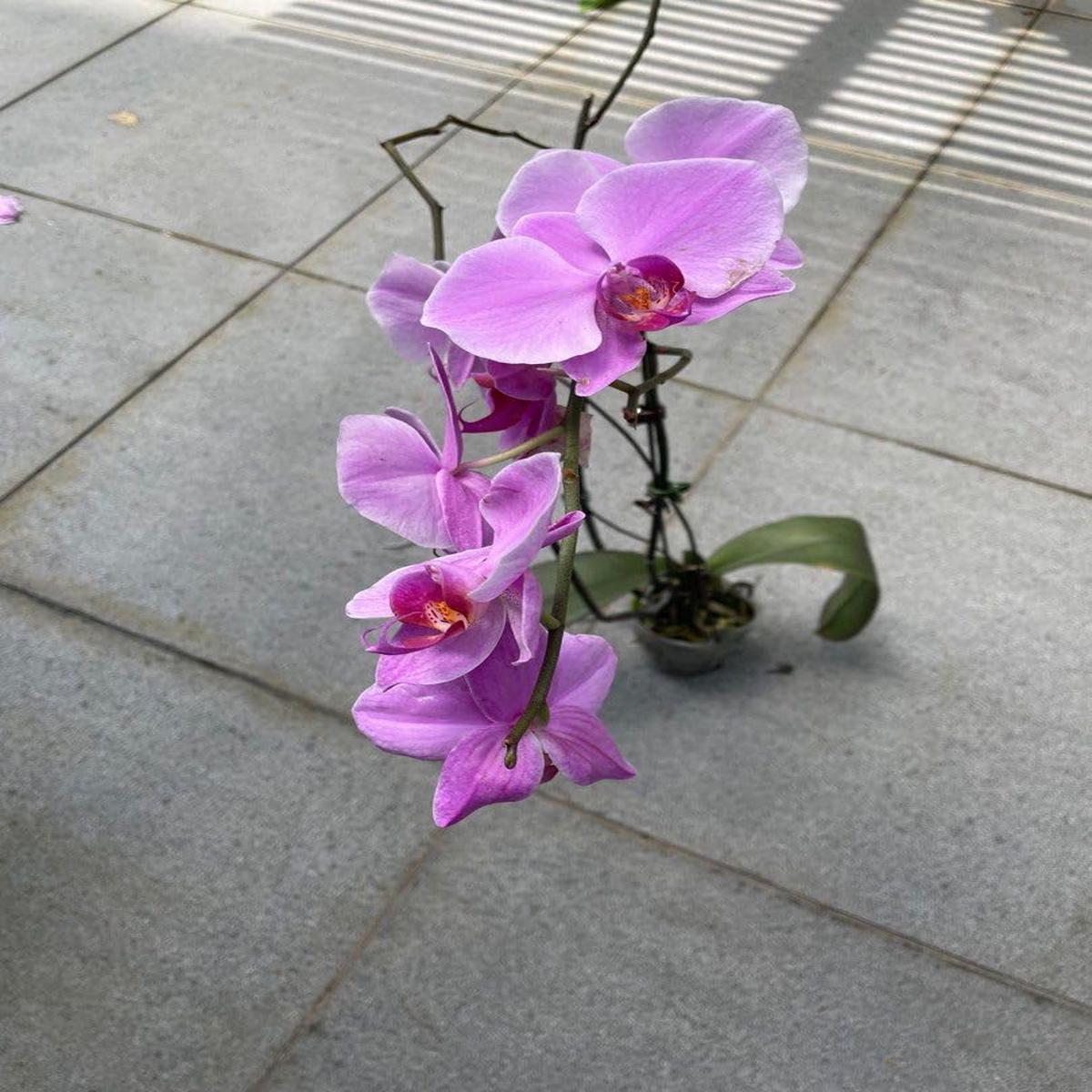 Cymbidium Flower Seeds for Garden Planting  Non-GMO Heirloom Organic Garden Seeds, High Germination