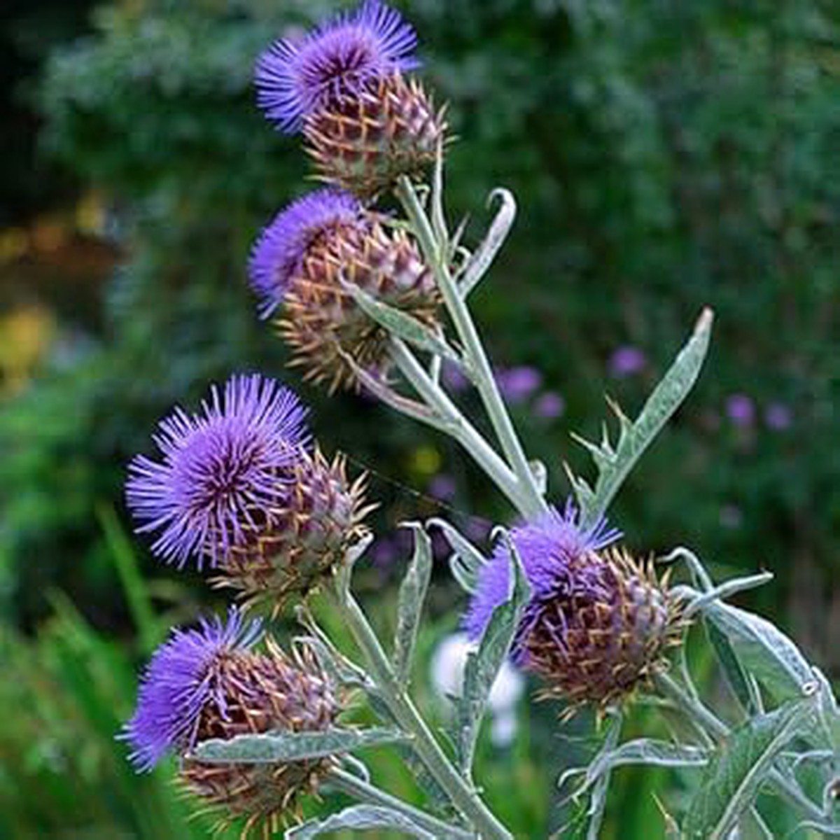 Cynara Flower seeds for Planting Compact Growth Heirloom & GMO Free Seeds for Home Garden