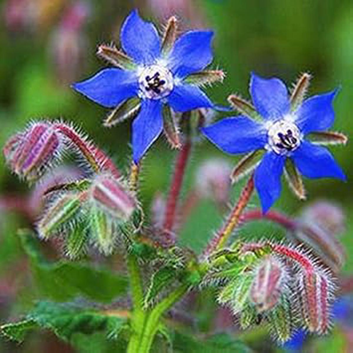 Dark Blue Borage Flower seeds for Planting - Low Maintenance, Heirloom & GMO Free Seeds for Home Garden | Non-GMO High Germination