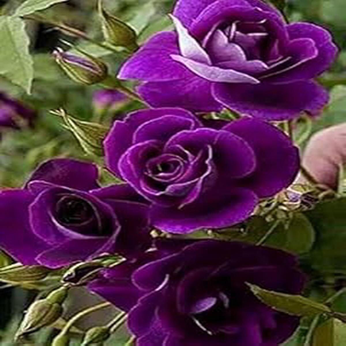 Dark Violet Rose Flower Seeds for Planting Heirloom Non-GMO | High Germination Organic Garden Seeds