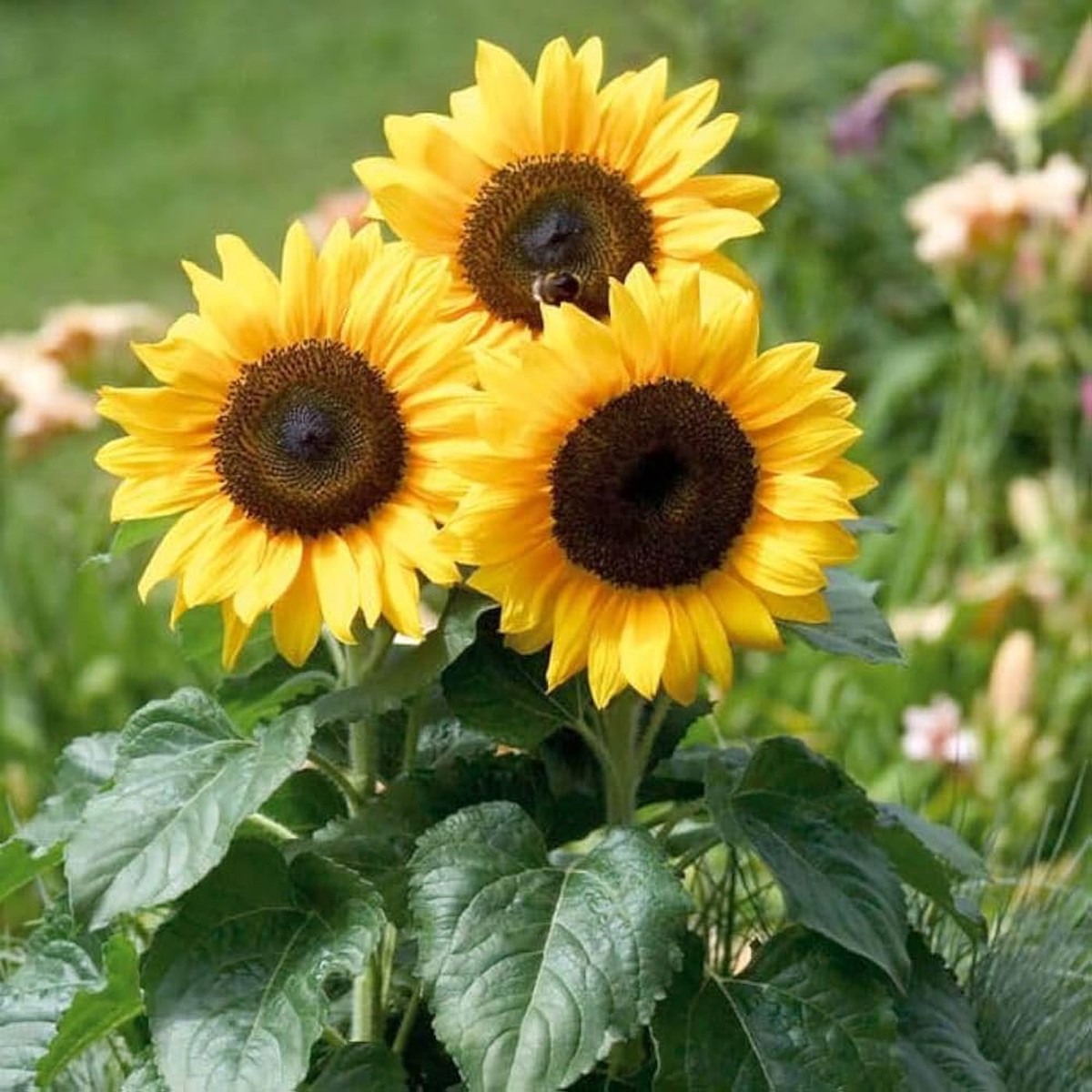 French Dwarf Sunflower Seeds for Planting flower bed