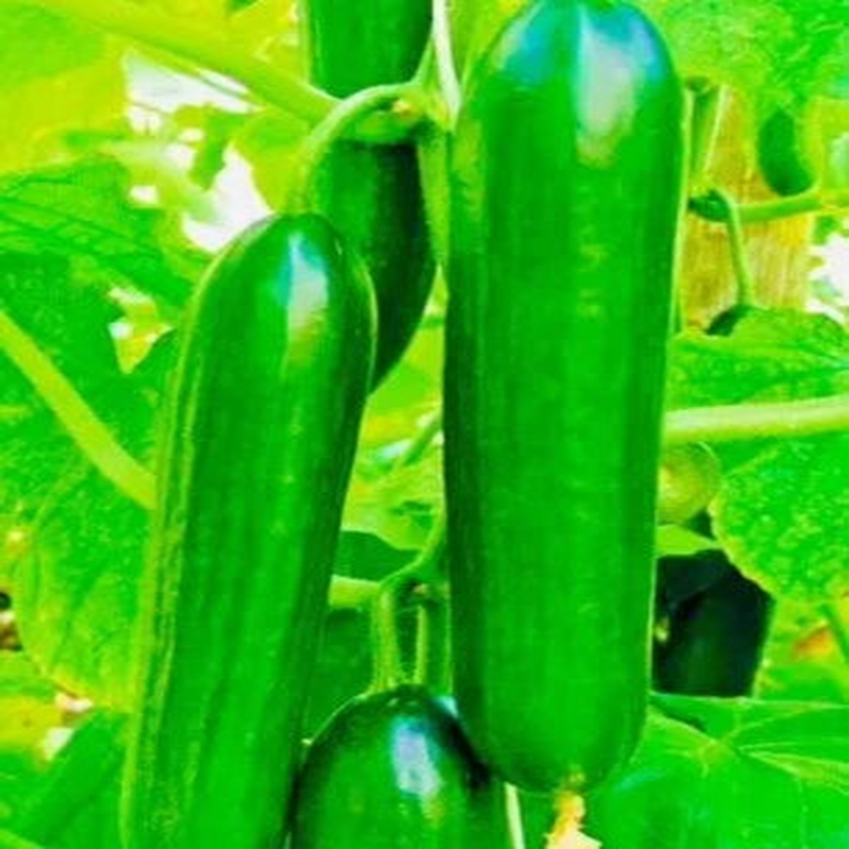 Fresh Harvest Tendergreen Burpless Cucumber Planting Nongmo Heirloom Variety Non Gmo Flower