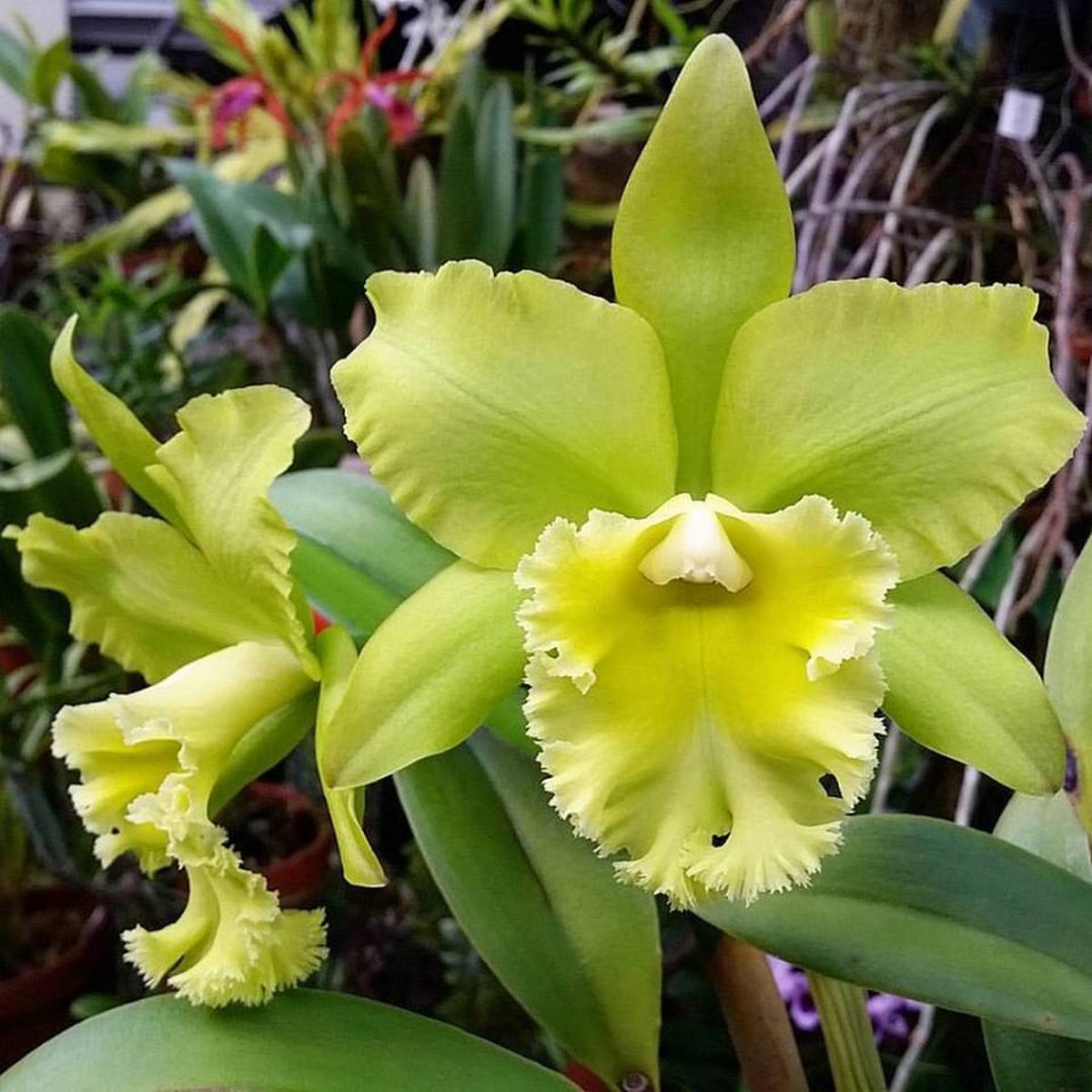 Green Cattleya Flower Seeds for Planting  Heirloom, Non-GMO, High Germination Organic Garden Seeds