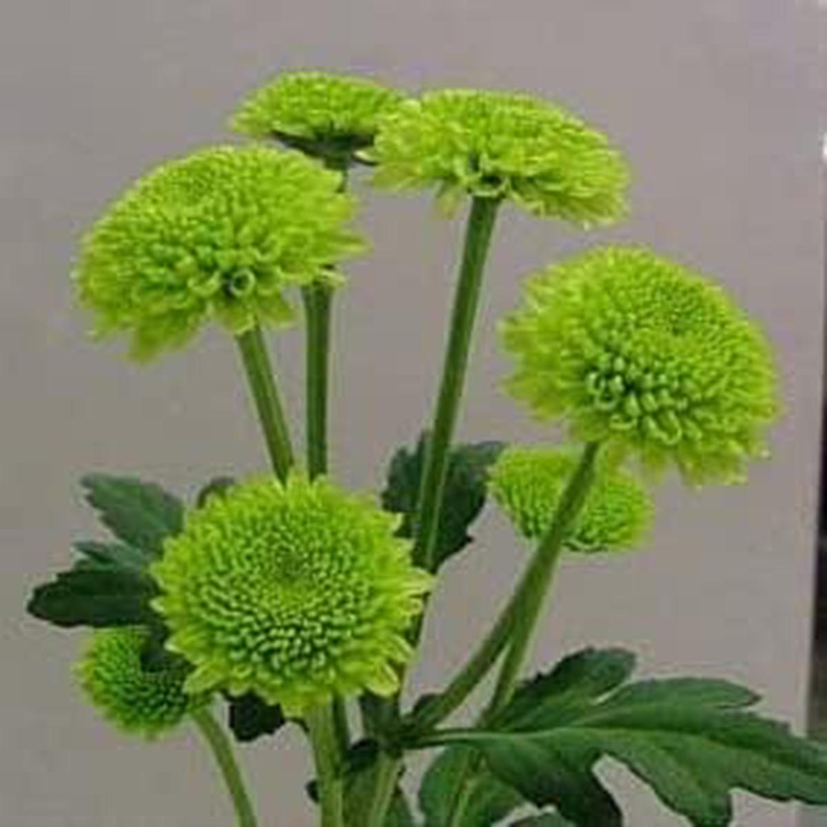Green Chrysanthemum Flower Seeds - 100 pcs