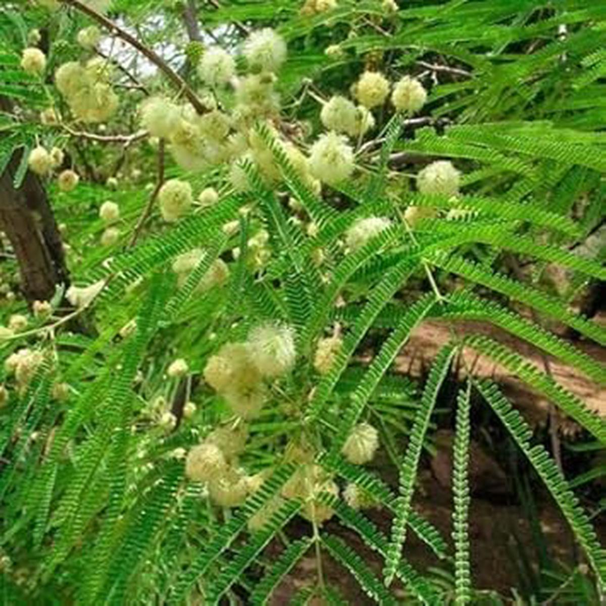 Green Desert Fern Flower Seeds for Planting  Heirloom, Non-GMO, High Germination Organic Garden Seeds