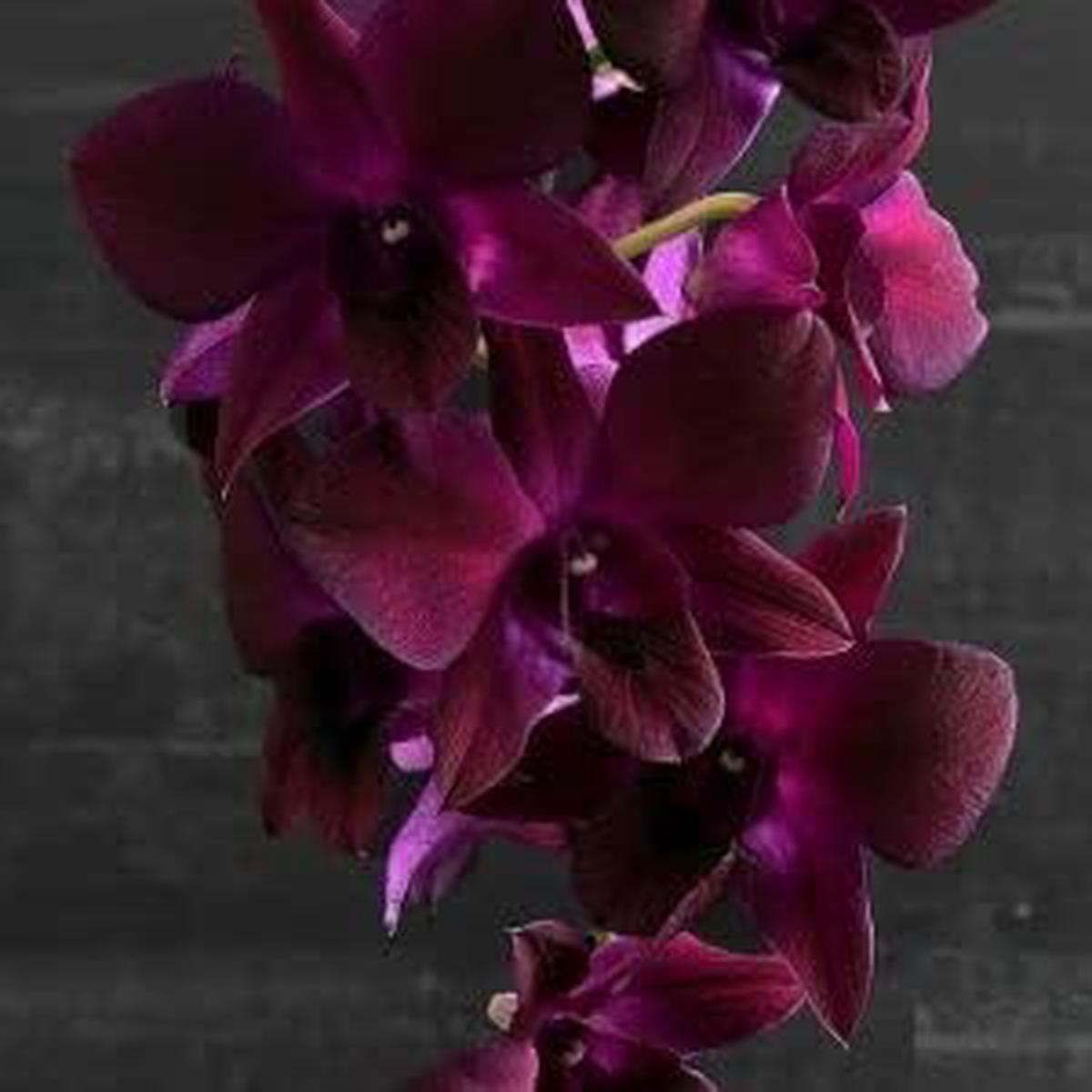 Heirloom Non-GMO Burgundy Phalaenopsis Orchid Flower Seeds for Garden Planting  High Germination Organic Garden Seeds