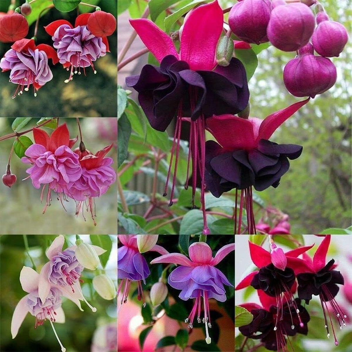 Heirloom Non-GMO Fuchsia Flower Seeds for Planting  Elegant Hanging Garden Blooms