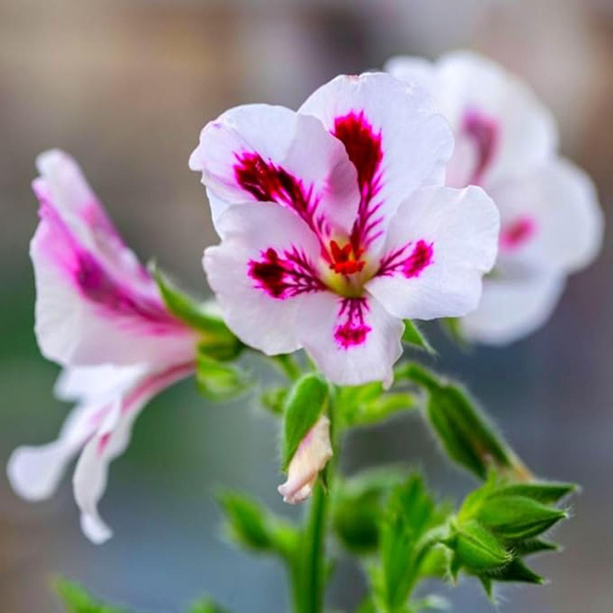 Heirloom Non-GMO Geranium Pelargonium Flower Seeds for Planting  Vibrant Garden Blooms