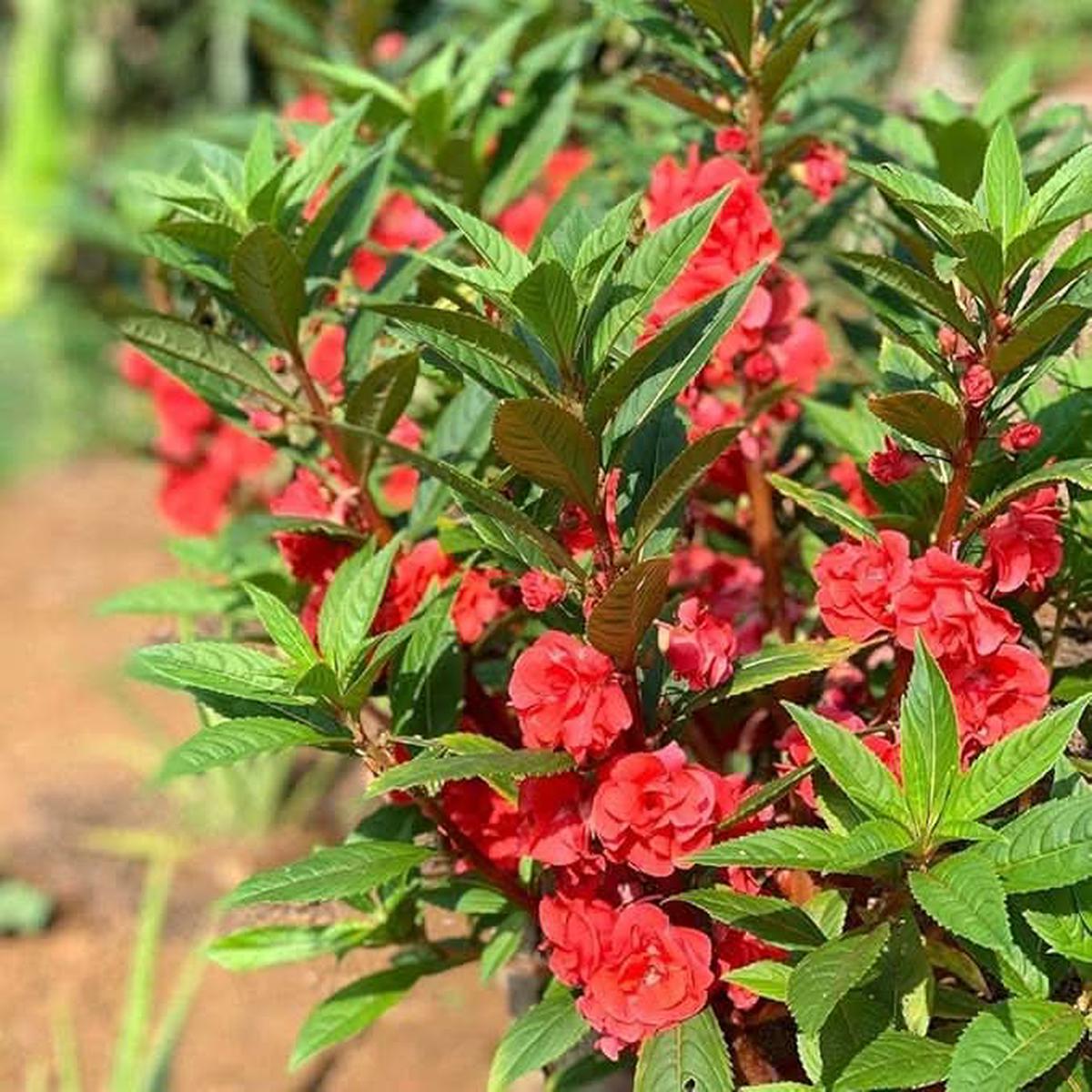 Heirloom Non Gmo Impatiens Balsamina Flower For Planting Vibrant Garden Bloom Flower Seeds for Home