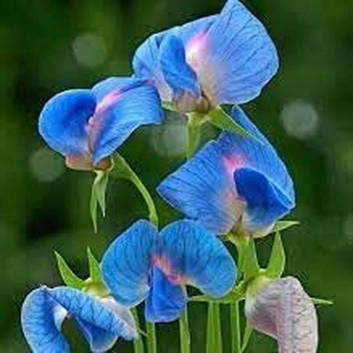 Heirloom Non Gmo Lathyrus Sativus Flower For Planting Hardy Fragrant Garden Blooms Flower Seeds for