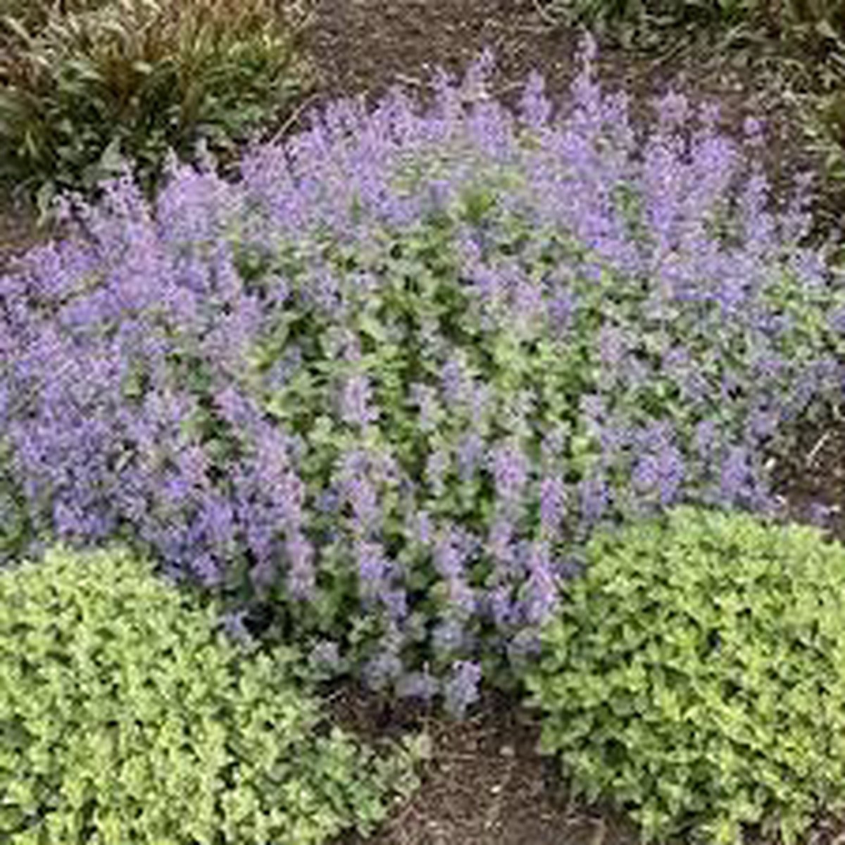 Heirloom Non Gmo Persian Catmint Flower For Planting Fragrant Ornamental Flower Flower Seeds for