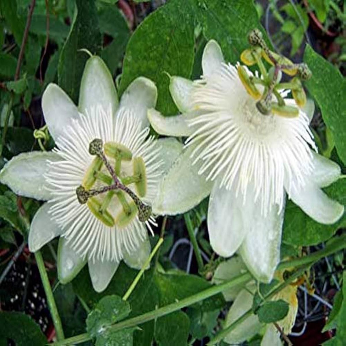 Heirloom Non-GMO White Bridal Passionflower - Seeds for Exotic, Beautiful Flowering Vine