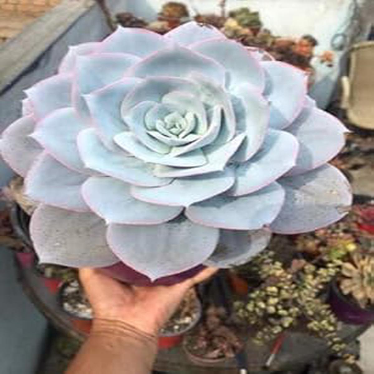 Heirloom Non-GMO White Succulent Flower Seeds for Garden Planting  High Germination Organic Garden Seeds