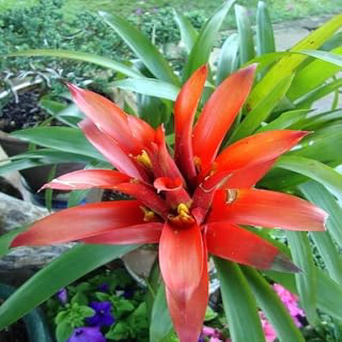 Heirloom Orange Bromeliad Flower Seeds for Planting  Non-GMO, High Germination Exotic Tropical Garden Seeds