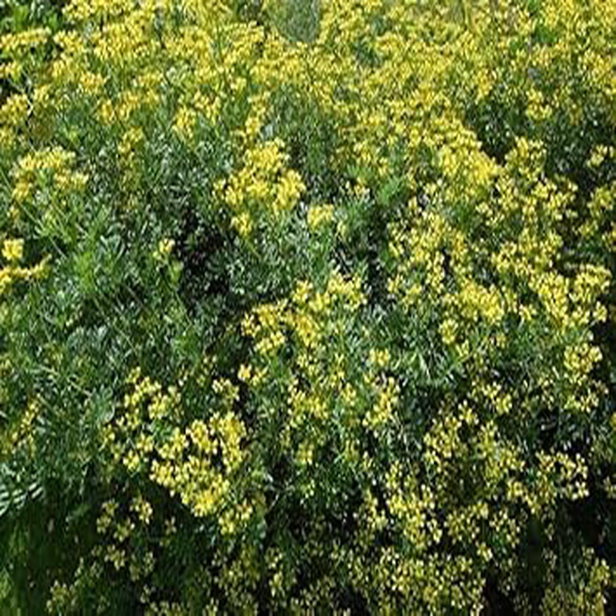 Heirloom Semi Erbe Flower Seeds for Planting | Non-GMO, High Germination, Organic Garden Seeds