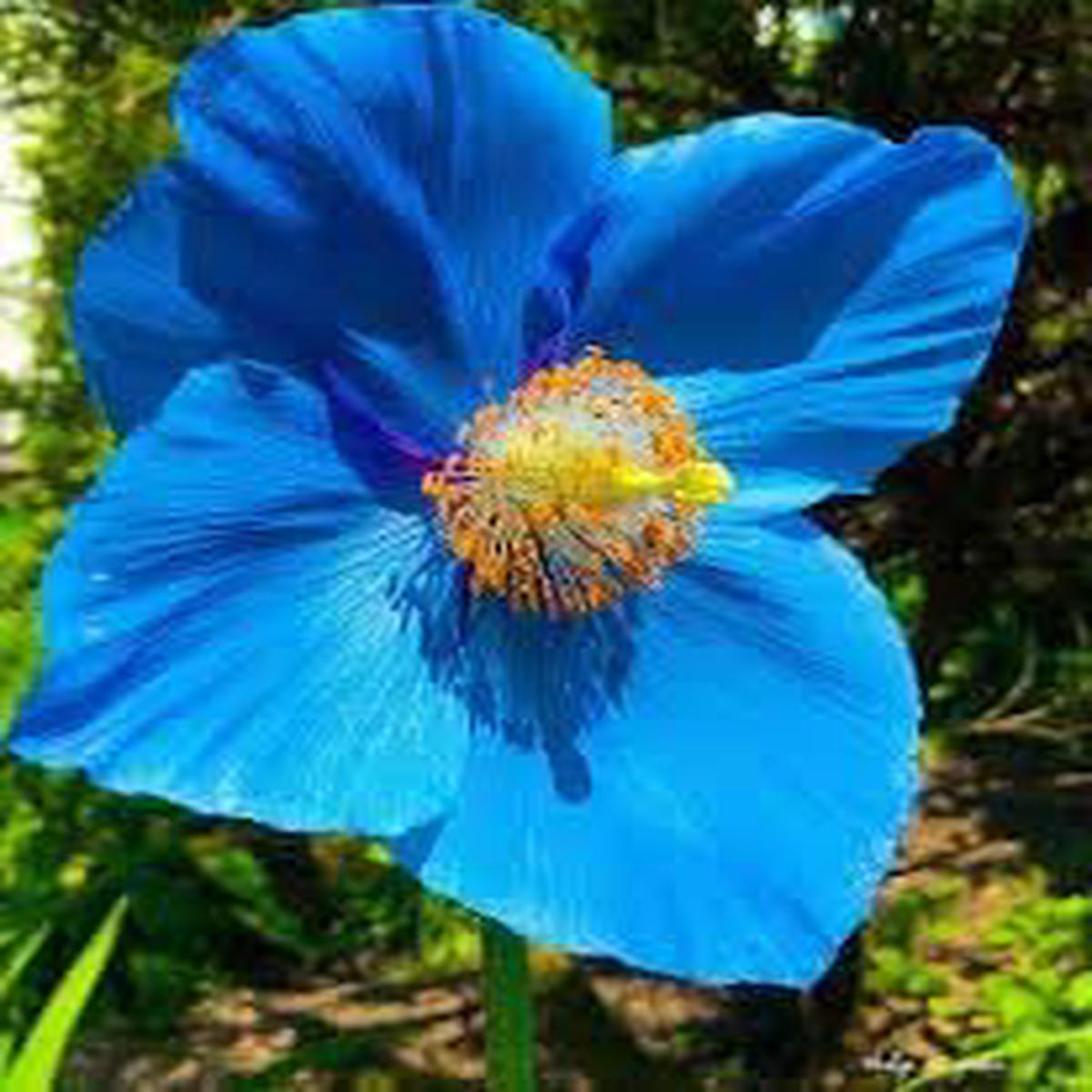 Himalayan Flower seeds for Planting - Vibrant Colors, Heirloom & GMO Free Seeds for Home Garden