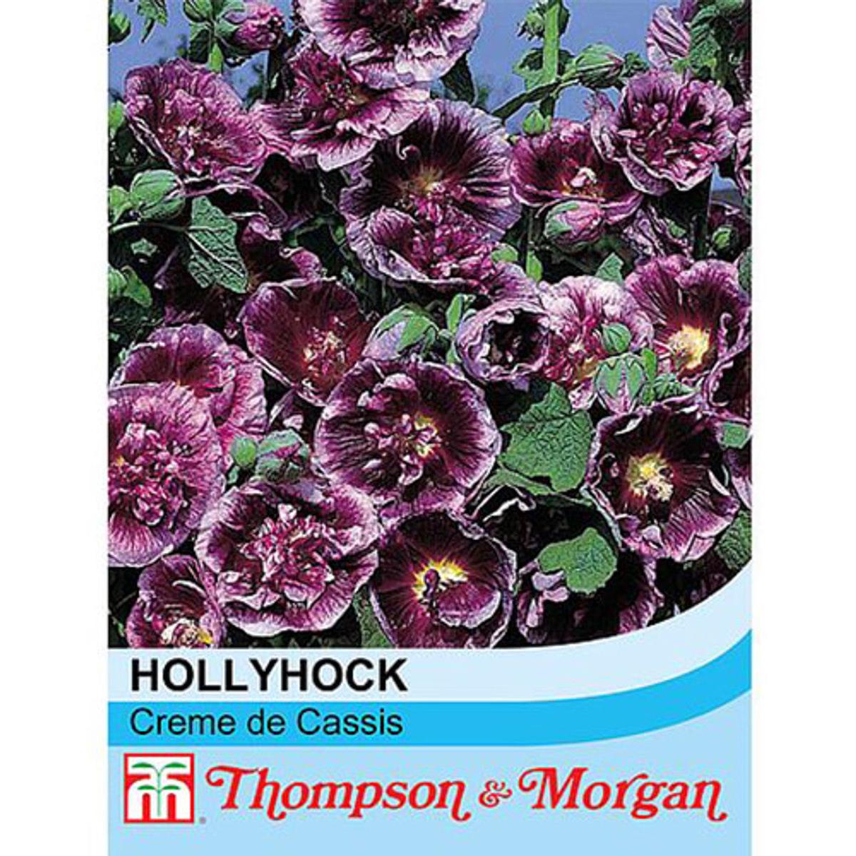 Hollyhock 'Creme de Cassis'