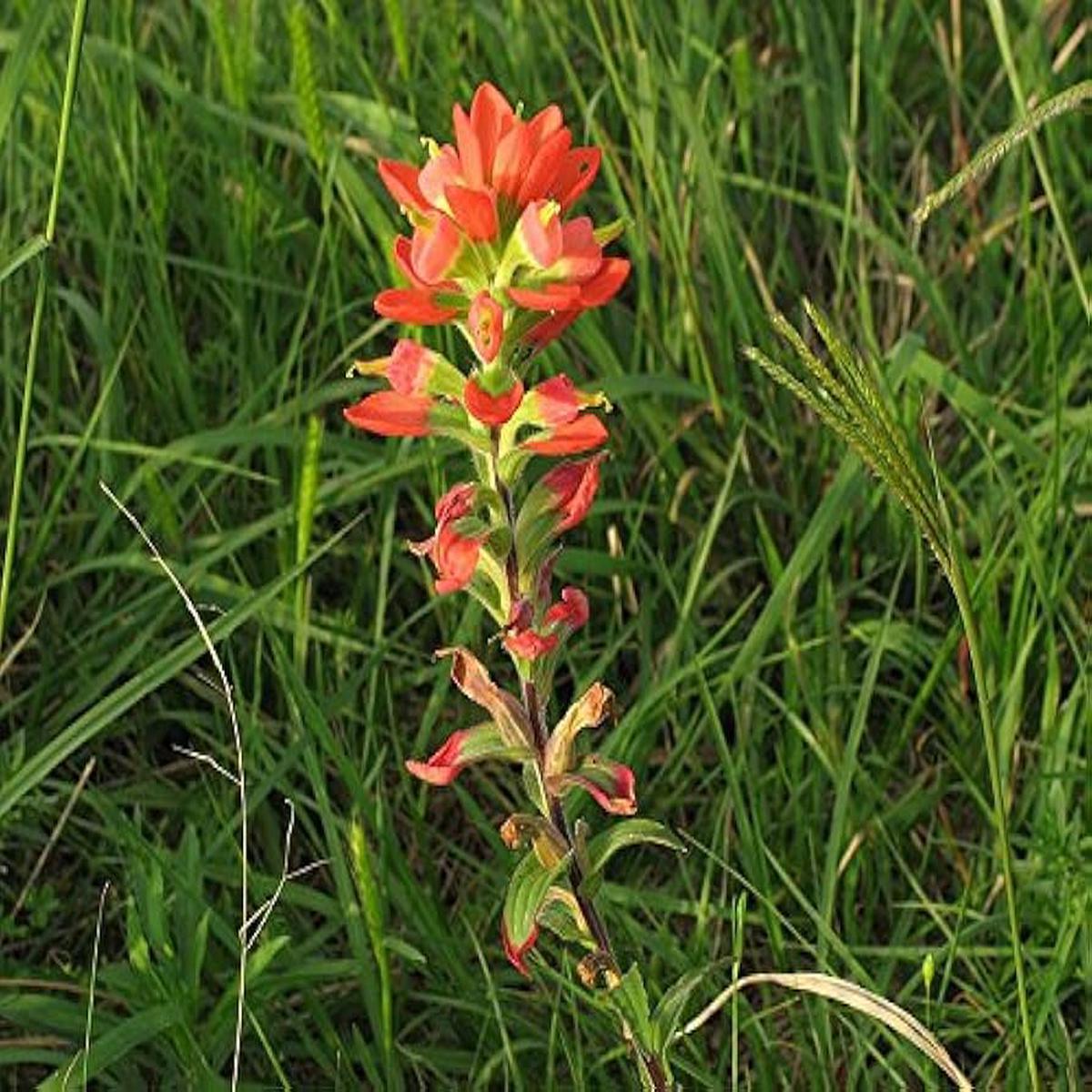 Indian Paintbrush Castilleja Indivisa Seeds for Planting Wild Garden Flower Border