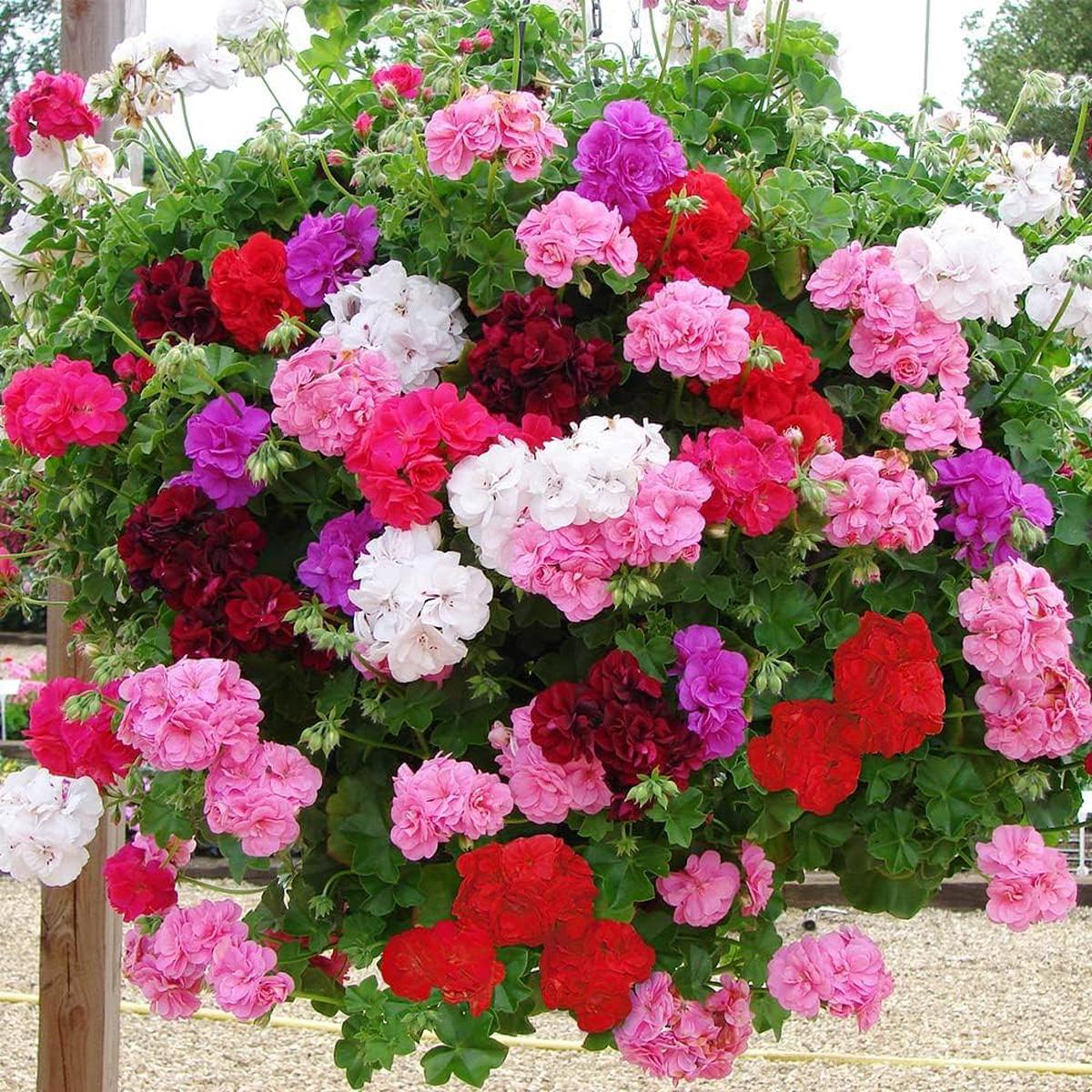 Ivy Geranium Flower seeds for Planting - Perfect for Borders, Heirloom & GMO Free Seeds for Home Garden