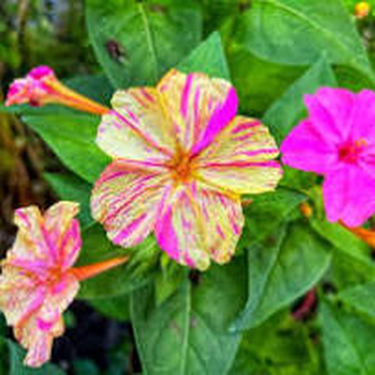 Jalapa Flower Seeds for Planting  Vibrant Colors, Heirloom & Non-GMO Home Garden Seeds, 100pcs