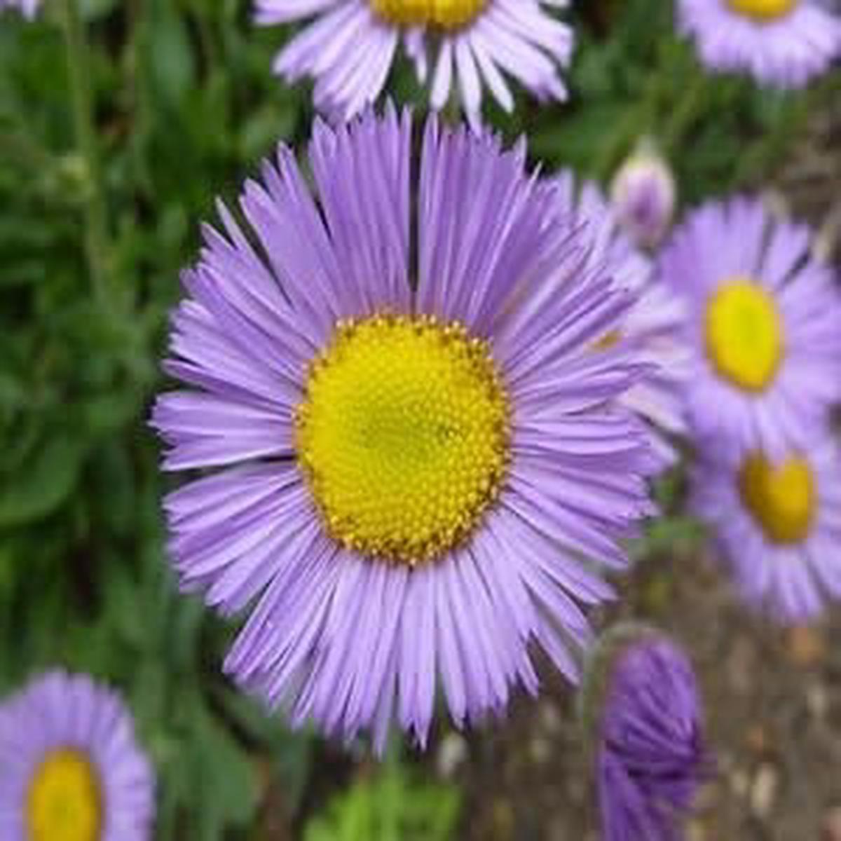 Lavender Erigeron Flower seeds for Planting - Drought Tolerant, Heirloom & GMO Free Seeds for Home Garden